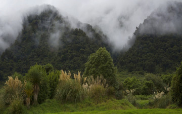 Картинка природа горы лес кусты деревья туман новая зеландия