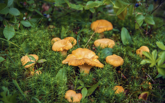 Обои картинки фото природа, грибы, черника, лисички, мох