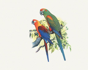 Картинка рисованные животные птицы попугаи