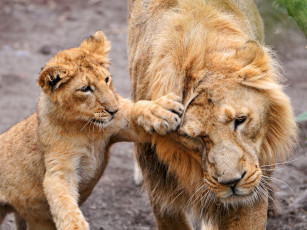 обоя животные, львы