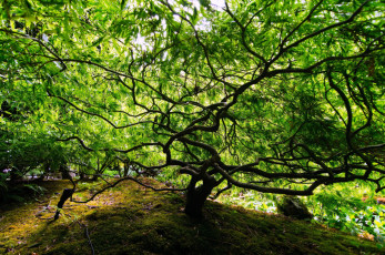 Картинка Японский клен природа деревья зеленый крона
