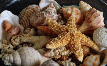 Картинка разное ракушки кораллы декоративные spa камни много морская звезда