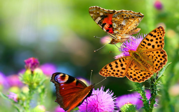 обоя животные, бабочки, цветок, разноцветные, калючки