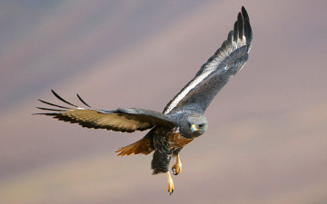 Картинка животные птицы хищники крылья полёт