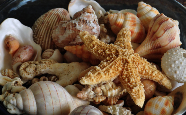 Обои картинки фото разное, ракушки, кораллы, декоративные, spa, камни, много, морская, звезда