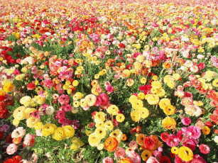 Картинка цветы ранункулюс азиатский лютик много разноцветный