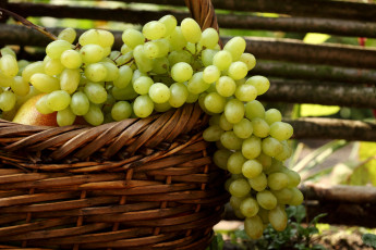 Картинка еда виноград гроздь корзина