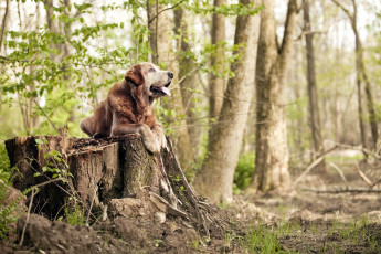 Картинка животные собаки лес собака природа