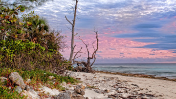 Картинка природа побережье пальмы тропики