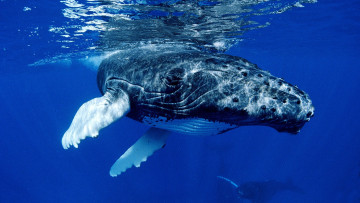Картинка животные киты кашалоты подводный мир кит