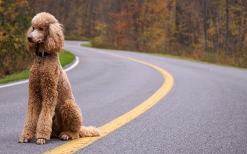 Картинка животные собаки собака пудель дорога