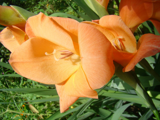 Обои картинки фото цветы, гладиолусы, персиковый