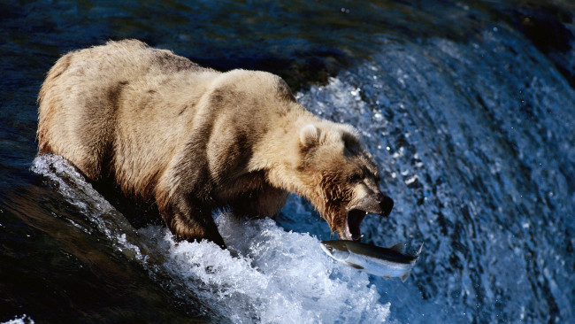 Обои картинки фото рыболов, животные, медведи, стремнина, река, медведь, лосось