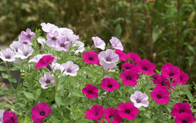 Обои картинки фото цветы, петунии, калибрахоа, фиолетовый, лиловый