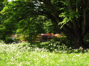 Картинка azalea garden richmond england природа парк кусты лето