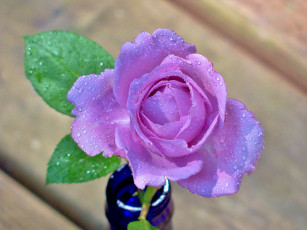Картинка цветы розы лепестки капли бутон