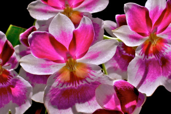 Картинка цветы орхидеи яркий