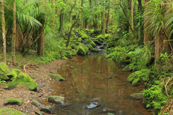 Картинка new zealand memorial kauri forest природа реки озера лес ручей