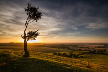 Картинка природа восходы закаты англия закат дерево поля