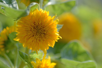 Картинка цветы подсолнухи солнышко желтый