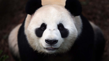 Картинка животные панды глаза морда