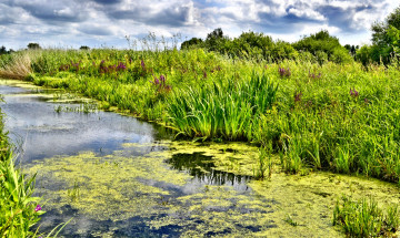 Картинка природа реки озера лето река лес берег трава ряска