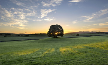 Картинка bell busk england природа луга утро восход рассвет дерево англия