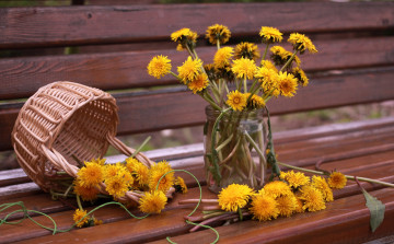 Картинка цветы одуванчики желтый корзинка