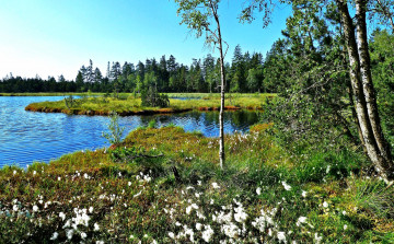 Картинка природа реки озера озеро лес островок трава цветы