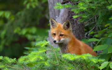 Картинка животные лисы ветки лисёнок