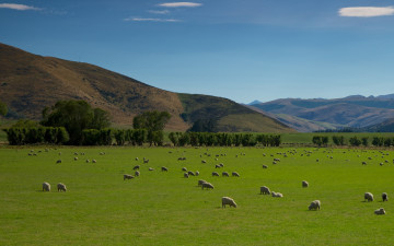 Картинка животные овцы бараны горы поле