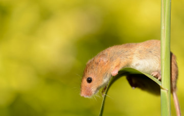 Картинка животные крысы мыши макро травинка мышь-малютка