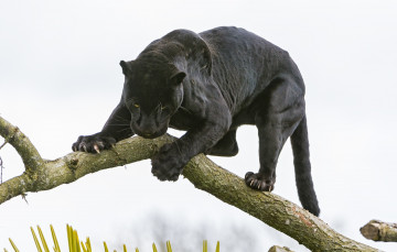 Картинка животные пантеры ветка кошка ягуар