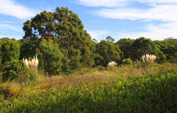 Картинка природа лес опушка поле трава
