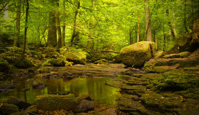 Обои картинки фото природа, реки, озера, лес, ручей, камни, мох