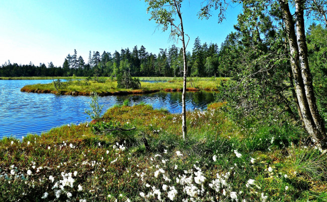 Обои картинки фото природа, реки, озера, озеро, лес, островок, трава, цветы