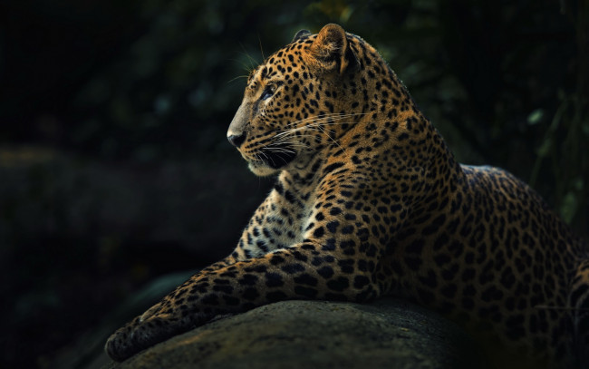 Обои картинки фото животные, леопарды, leopard
