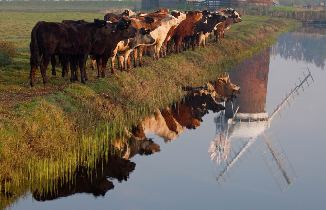 Обои картинки фото животные, коровы, буйволы, мельница, река, отражение, шеренга, стадо