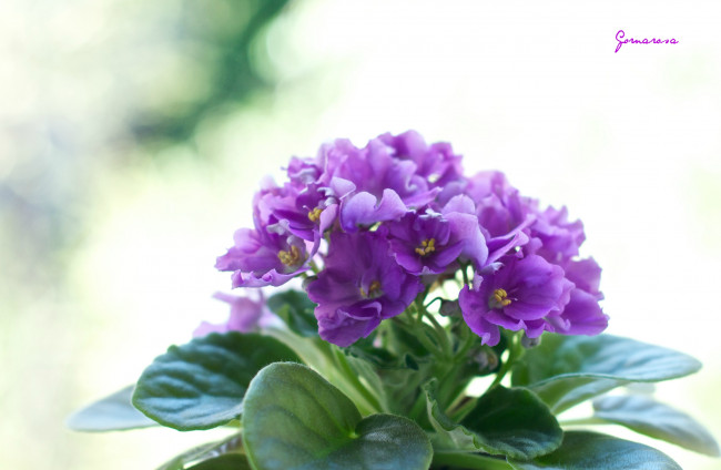 Обои картинки фото цветы, фиалки, фиолетовый