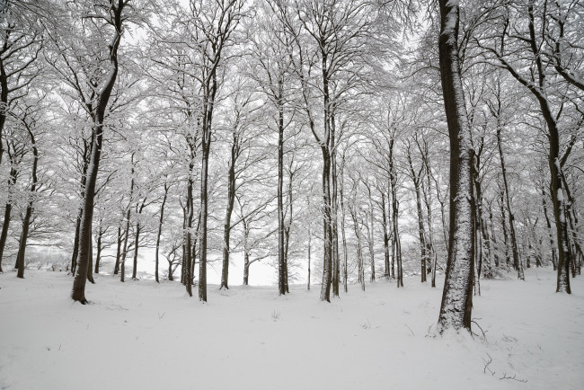 Обои картинки фото природа, зима, англия, лес, деревья, снег