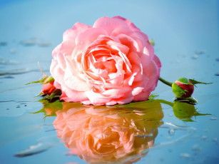 Картинка цветы розы роза отражение бутоны