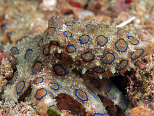 Картинка животные морская+фауна цвет пятна дно осьминог маскировка