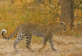 Картинка животные леопарды пятна африка кошка прогулка