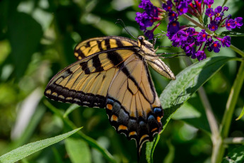 Картинка животные бабочки макро цвета крылья