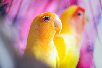 Картинка животные попугаи желтые