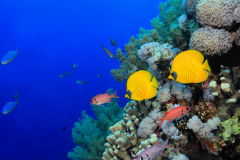 Картинка животные рыбы кораллы море