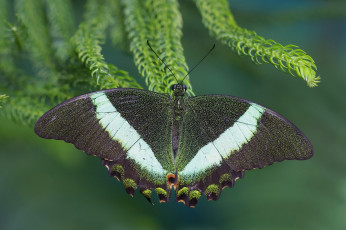 Картинка животные бабочки макро парусник палинур бабочка
