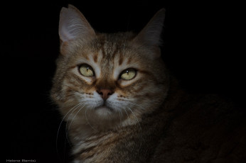 Картинка животные коты морда тень усы
