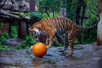 Картинка животные тигры мяч игра полоски кошка зоопарк