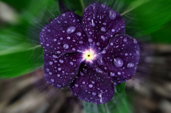 Картинка цветы катарантусы макро